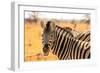 Desert Zebra, Skeleton Coast, Namibia, Africa-Bhaskar Krishnamurthy-Framed Photographic Print