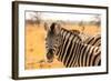 Desert Zebra, Skeleton Coast, Namibia, Africa-Bhaskar Krishnamurthy-Framed Photographic Print