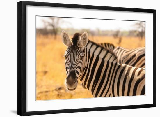 Desert Zebra, Skeleton Coast, Namibia, Africa-Bhaskar Krishnamurthy-Framed Photographic Print