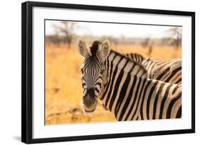 Desert Zebra, Skeleton Coast, Namibia, Africa-Bhaskar Krishnamurthy-Framed Photographic Print