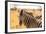 Desert Zebra, Skeleton Coast, Namibia, Africa-Bhaskar Krishnamurthy-Framed Photographic Print