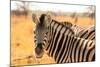 Desert Zebra, Skeleton Coast, Namibia, Africa-Bhaskar Krishnamurthy-Mounted Photographic Print