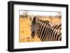 Desert Zebra, Skeleton Coast, Namibia, Africa-Bhaskar Krishnamurthy-Framed Photographic Print