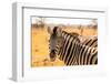 Desert Zebra, Skeleton Coast, Namibia, Africa-Bhaskar Krishnamurthy-Framed Photographic Print