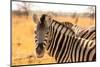 Desert Zebra, Skeleton Coast, Namibia, Africa-Bhaskar Krishnamurthy-Mounted Photographic Print