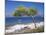 Deserted Island Beach, Lumbarda, Corcula (Korcula) Island, Southern Dalmatia, Croatia, Europe-Peter Higgins-Mounted Photographic Print