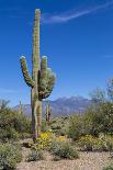 Saguaro Cactus and Flowers-desertsolitaire-Framed Photographic Print