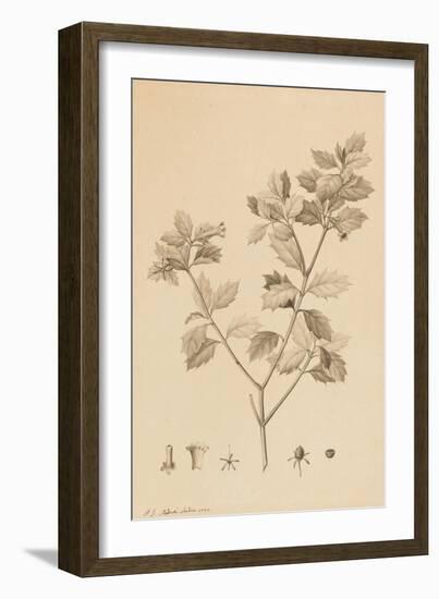 Desfonainia Spinosa, 1787-Pierre Joseph Redoute-Framed Giclee Print