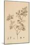 Desfonainia Spinosa, 1787-Pierre Joseph Redoute-Mounted Giclee Print
