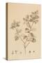 Desfonainia Spinosa, 1787-Pierre Joseph Redoute-Stretched Canvas