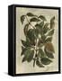 Deshayes Tree II-Gerard Paul Deshayes-Framed Stretched Canvas