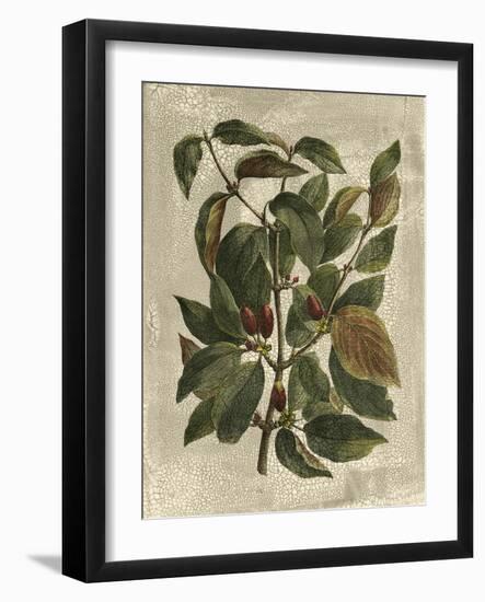 Deshayes Tree II-Gerard Paul Deshayes-Framed Art Print