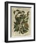 Deshayes Tree II-Gerard Paul Deshayes-Framed Art Print