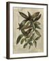 Deshayes Tree III-Gerard Paul Deshayes-Framed Art Print