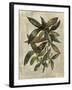 Deshayes Tree III-Gerard Paul Deshayes-Framed Art Print
