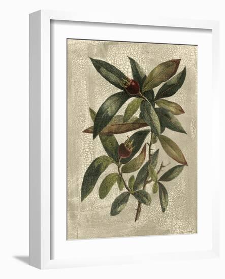 Deshayes Tree III-Gerard Paul Deshayes-Framed Art Print