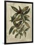 Deshayes Tree III-Gerard Paul Deshayes-Framed Art Print