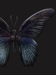 Black Butterfly on Grey-Design Fabrikken-Photographic Print