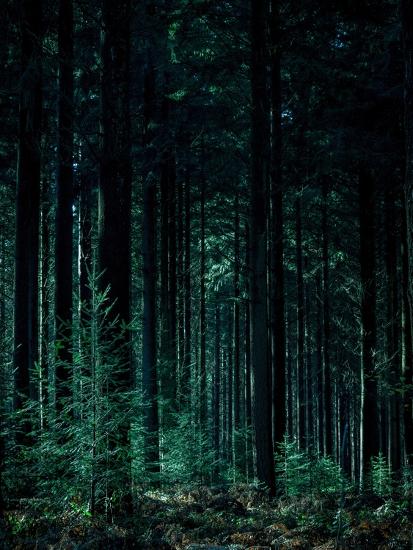 Premium Photographic Print, , large