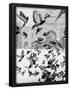 Essential Black