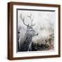 Brown Frame