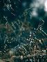 Laminate