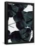 Essential Black