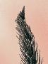 Laminate