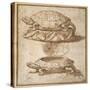 Design for a Lidded Box in the Shape of a Tortoise, Shown Open and Shut-Giulio Romano-Stretched Canvas