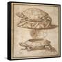 Design for a Lidded Box in the Shape of a Tortoise, Shown Open and Shut-Giulio Romano-Framed Stretched Canvas