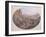 Design for a Set of Plates Depicting 'The Pilgrimage to Mecca'-Jean-Charles Develly-Framed Giclee Print