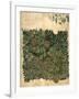 Design For Vine Wallpaper, c.1872-William Morris-Framed Giclee Print