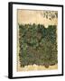 Design For Vine Wallpaper, c.1872-William Morris-Framed Premium Giclee Print