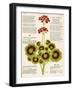 Design of Geraniums (Pelargoniums)-null-Framed Photographic Print