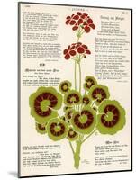 Design of Geraniums (Pelargoniums)-null-Mounted Photographic Print