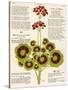 Design of Geraniums (Pelargoniums)-null-Stretched Canvas