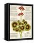 Design of Geraniums (Pelargoniums)-null-Framed Stretched Canvas