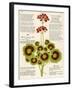 Design of Geraniums (Pelargoniums)-null-Framed Photographic Print