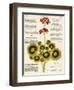 Design of Geraniums (Pelargoniums)-null-Framed Premium Photographic Print