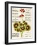 Design of Geraniums (Pelargoniums)-null-Framed Premium Photographic Print