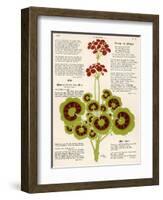 Design of Geraniums (Pelargoniums)-null-Framed Photographic Print