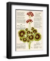 Design of Geraniums (Pelargoniums)-null-Framed Photographic Print