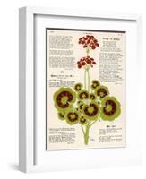 Design of Geraniums (Pelargoniums)-null-Framed Photographic Print