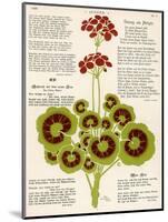 Design of Geraniums (Pelargoniums)-null-Mounted Photographic Print