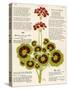 Design of Geraniums (Pelargoniums)-null-Stretched Canvas