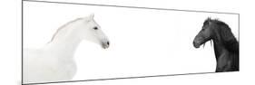 Design Of Website Header With Black And White Horses-i_love_nature-Mounted Premium Giclee Print