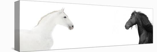 Design Of Website Header With Black And White Horses-i_love_nature-Stretched Canvas