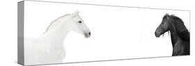 Design Of Website Header With Black And White Horses-i_love_nature-Stretched Canvas