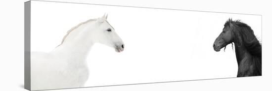 Design Of Website Header With Black And White Horses-i_love_nature-Stretched Canvas