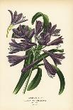 African Lily, Agapanthus Africanus (Agapanthus Umbellatus). Chromolithograph from an Illustration B-Désiré Georges Jean Marie Bois-Giclee Print